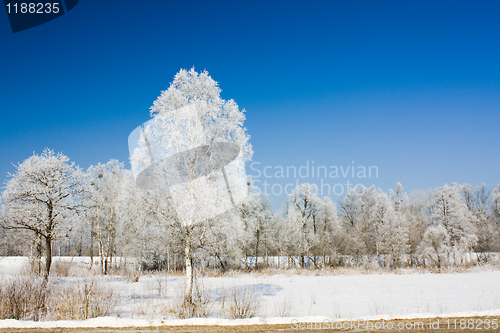 Image of Some trees  in a winter season