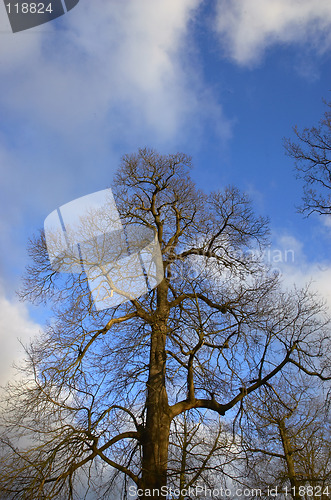 Image of oak tree in winter