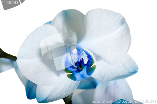 Image of  orchid 