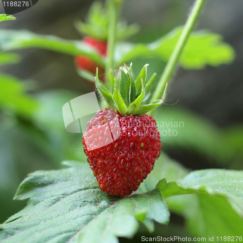 Image of Strawberries