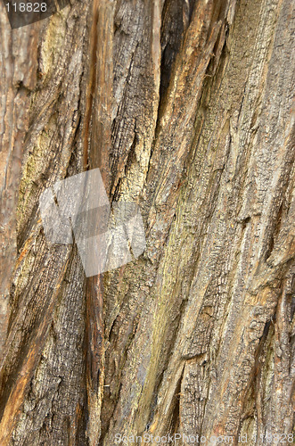 Image of tree bark