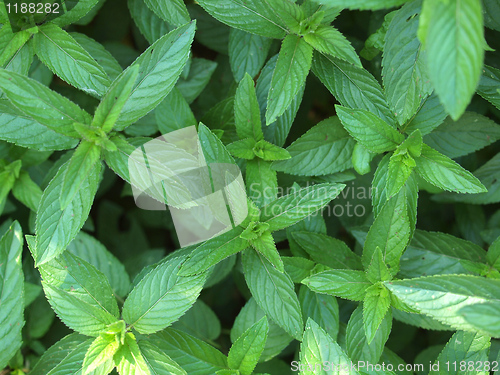 Image of Peppermint