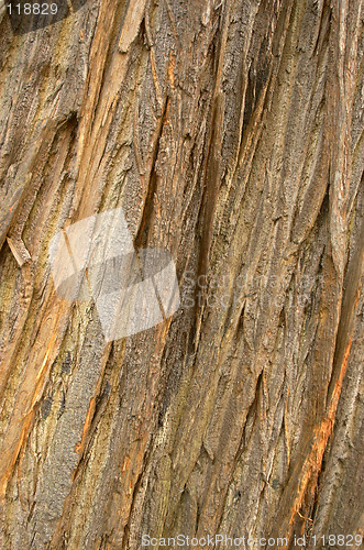 Image of tree bark