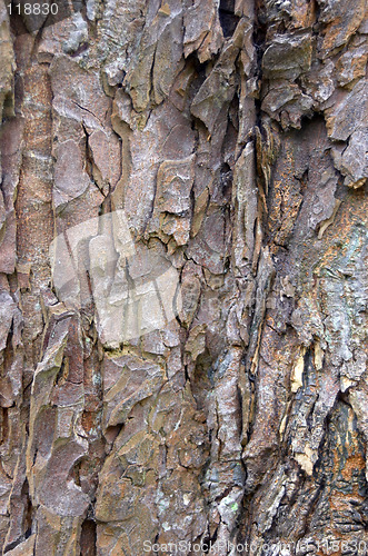 Image of Tree bark