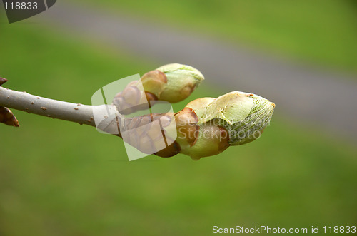 Image of Bud