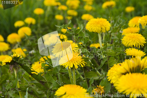 Image of Dandelions