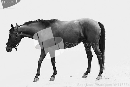 Image of Horse