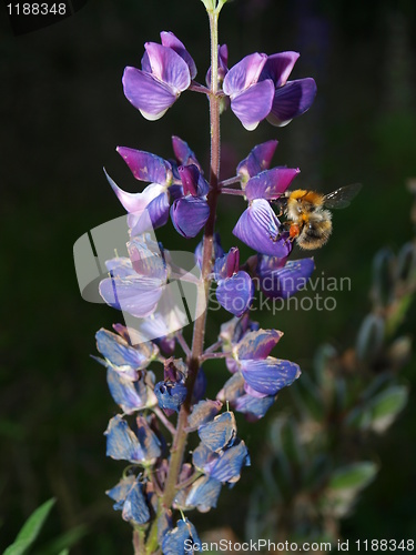 Image of Bee in flower