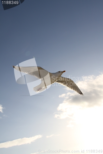 Image of Flying seagull