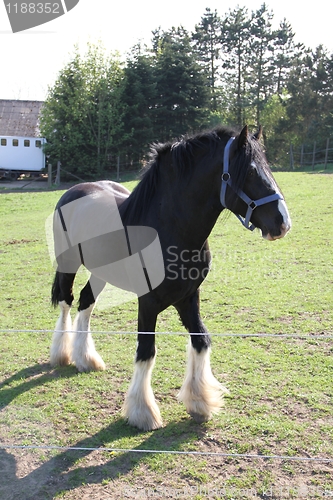 Image of Black Clydesdale