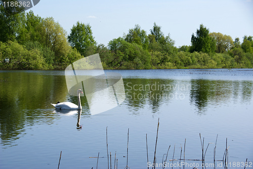 Image of Swan on lake
