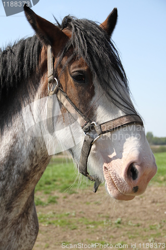 Image of Head of horse