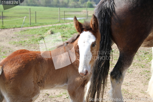 Image of Looking foal