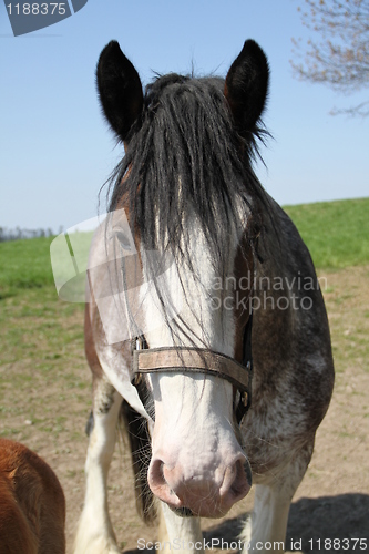 Image of Brown clydesdale looking