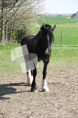 Image of Black horse standing, front