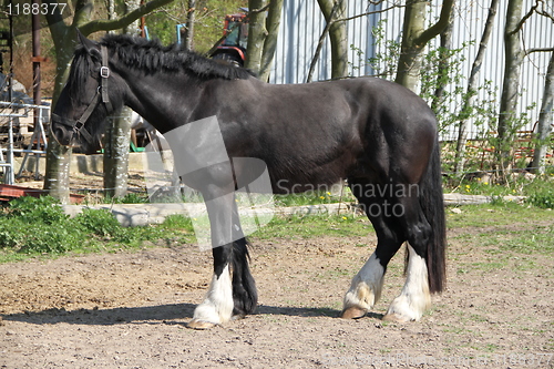 Image of Black horse standing. Side