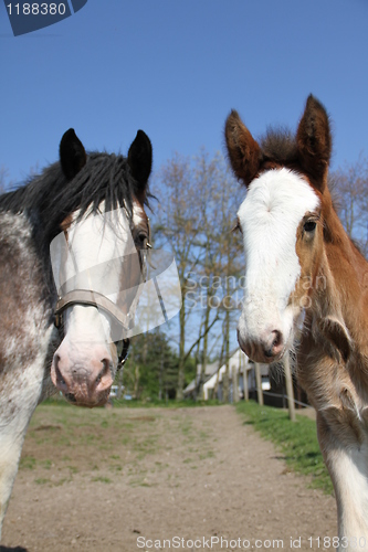 Image of Horses looking