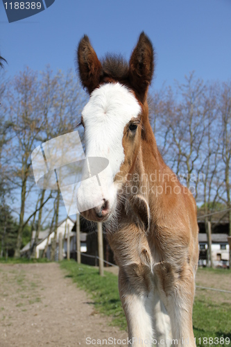 Image of Clydesdale foal