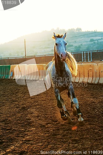 Image of Horse running