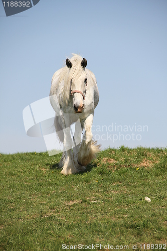 Image of walking white clydesdale