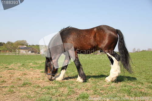 Image of Brown horse eating grass