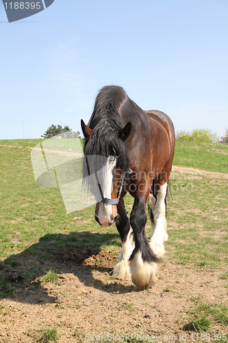 Image of Brown horse walking