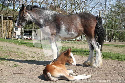 Image of Horse with foal