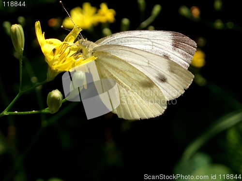 Image of Butterfly