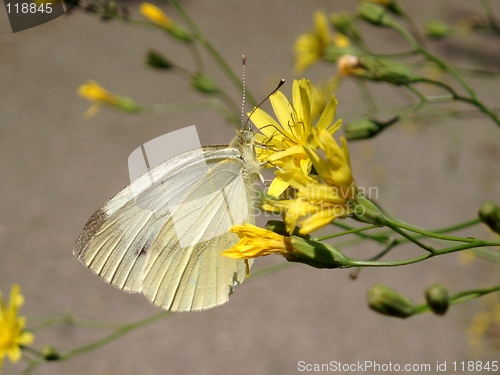 Image of Butterfly