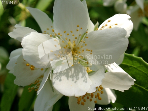 Image of White Blossom