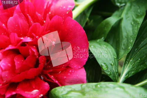 Image of Red Flower