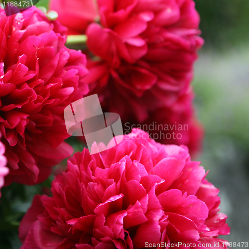 Image of Red Flower