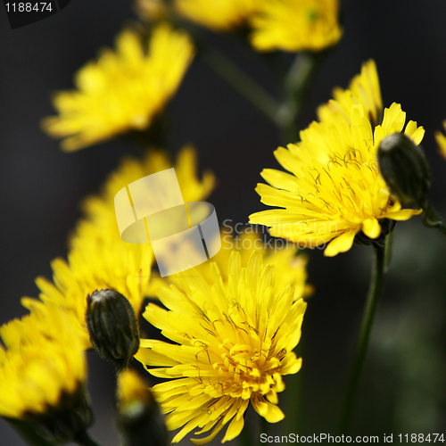 Image of Dandelion