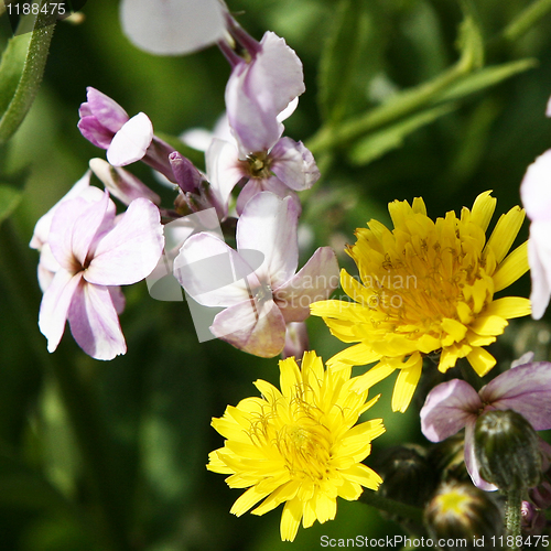 Image of Dandelion and friends