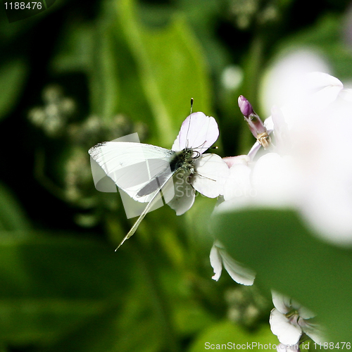 Image of Butterfly 