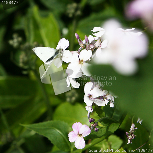Image of Butterfly and Flowers
