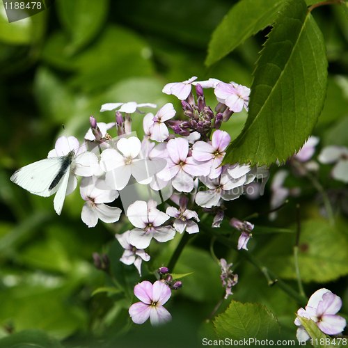 Image of White Butterfly and Flowers