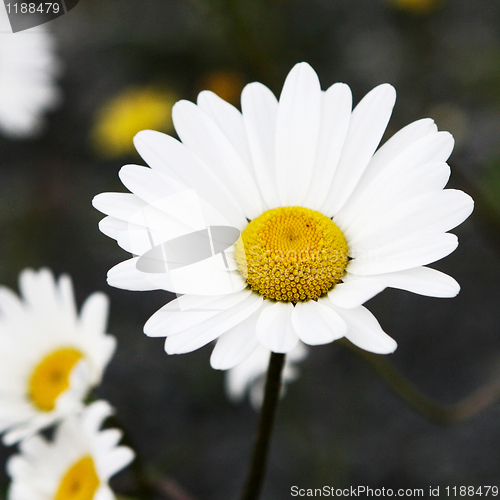 Image of Daisy