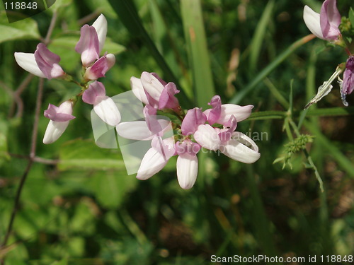 Image of Wild flower