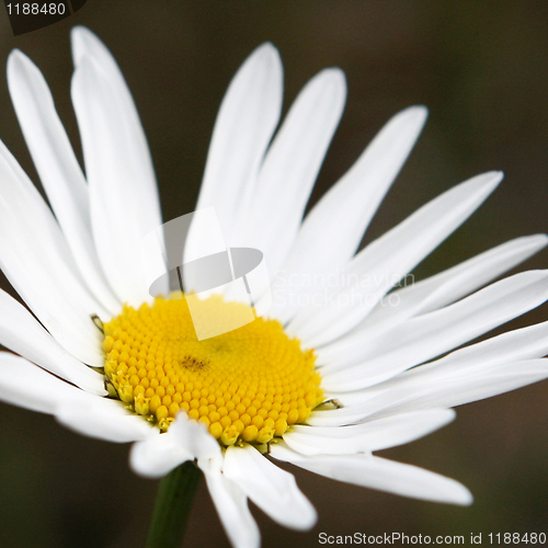 Image of Daisy