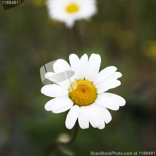 Image of Daisy
