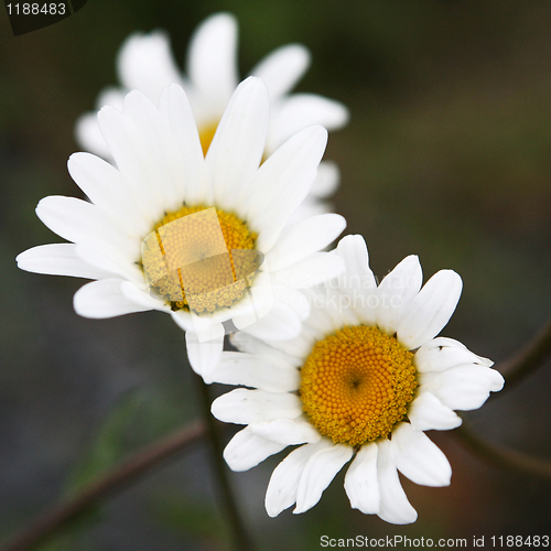 Image of Daisy