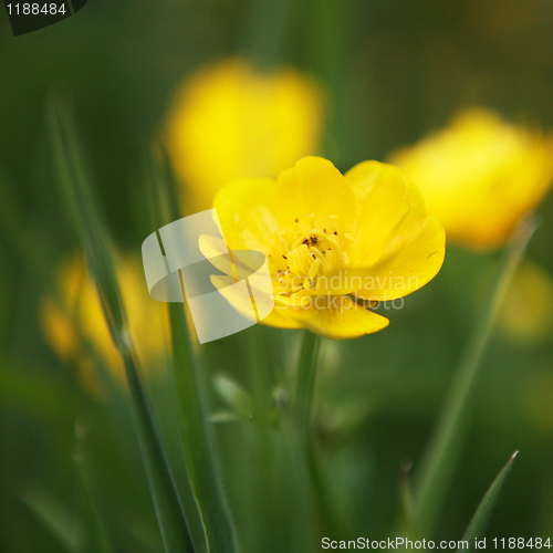 Image of Golden Buttercup