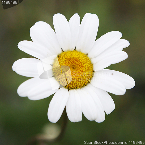 Image of Daisy