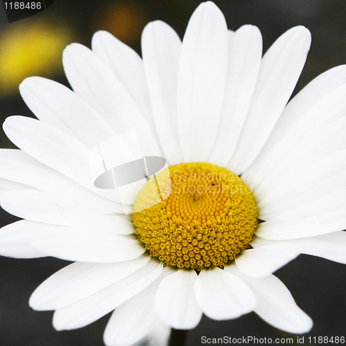 Image of Daisy