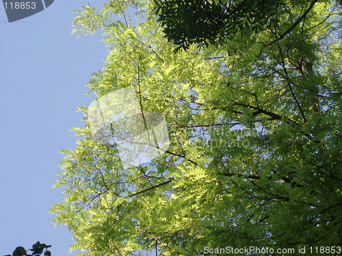 Image of Tree and sky