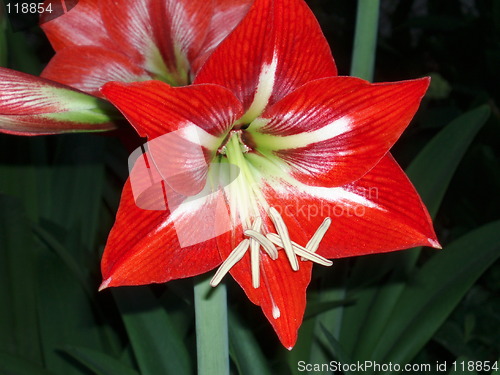 Image of Red flower