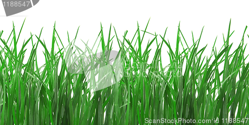 Image of Green Grass Isolated on White