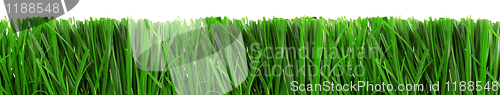 Image of Green Grass Isolated on White