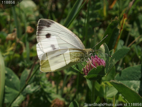 Image of Butterfly